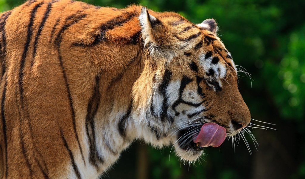 Обои тигр, морда, профиль, язык, дикая кошка, tiger, face, profile, language, wild cat разрешение 2048x1341 Загрузить