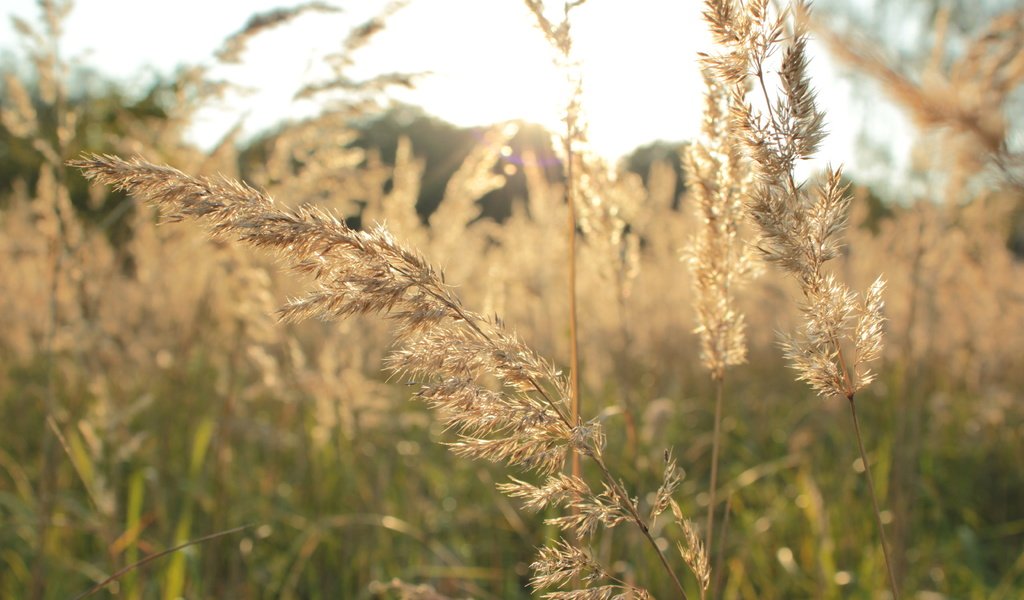 Обои трава, природа, растения, макро, поле, осень, колоски, колоски природа, grass, nature, plants, macro, field, autumn, spikelets, ears nature разрешение 5184x3456 Загрузить