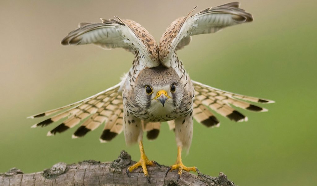 Обои природа, крылья, птица, ястреб, nature, wings, bird, hawk разрешение 1920x1200 Загрузить