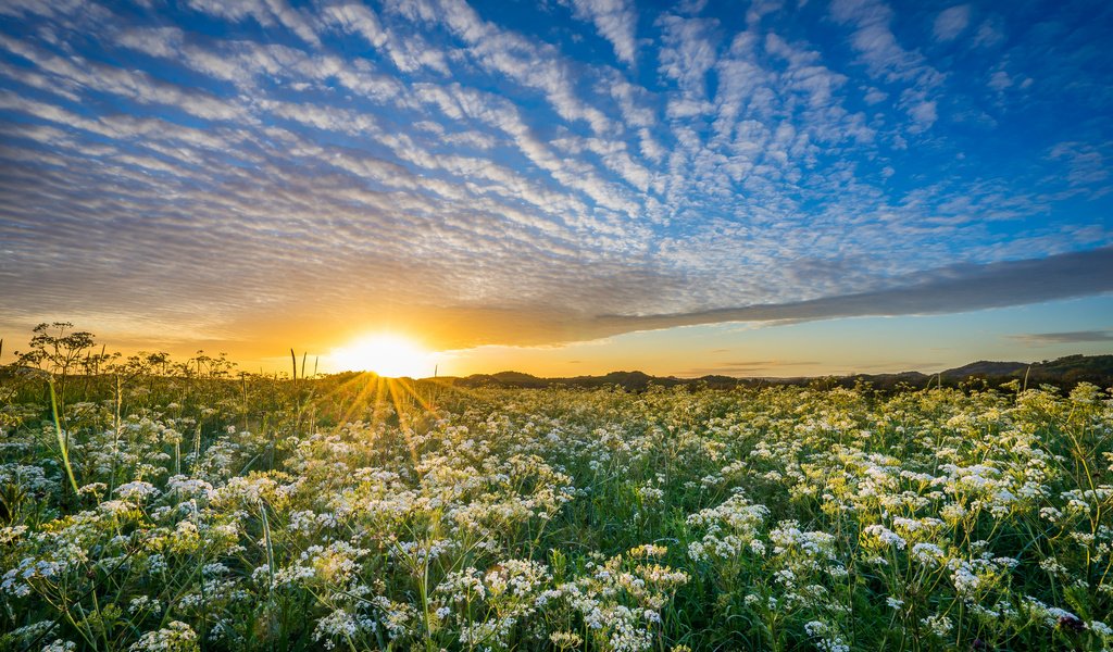 Обои небо, уг, цветы, облака, солнце, природа, закат, луг, норвегия, the sky, hs, flowers, clouds, the sun, nature, sunset, meadow, norway разрешение 2048x1365 Загрузить