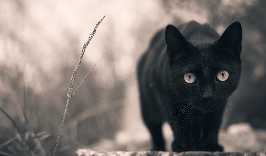 Обои кот, мордочка, кошка, смотрит, взгляд, черный, лапки, cat, muzzle, looks, look, black, legs разрешение 2048x1360 Загрузить