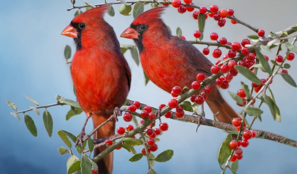 Обои ветки, птицы, парочка, ягоды, красный кардинал, кардиналы, branches, birds, a couple, berries, red cardinal, the cardinals разрешение 1920x1200 Загрузить