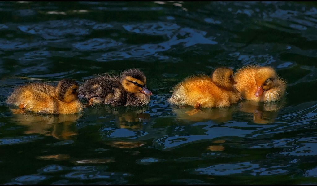 Обои водоем, птицы, утята, утки, птенцы, pond, birds, ducklings, duck, chicks разрешение 2744x1427 Загрузить