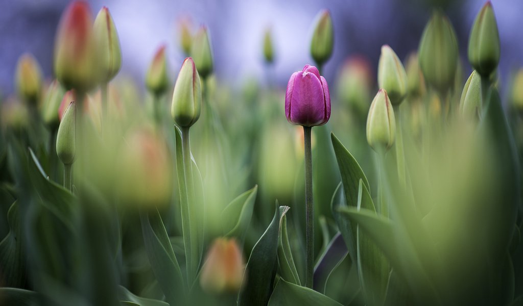 Обои цветы, фото, бутон, фотограф, тюльпаны, greg stevenson, flowers, photo, bud, photographer, tulips разрешение 1920x1261 Загрузить