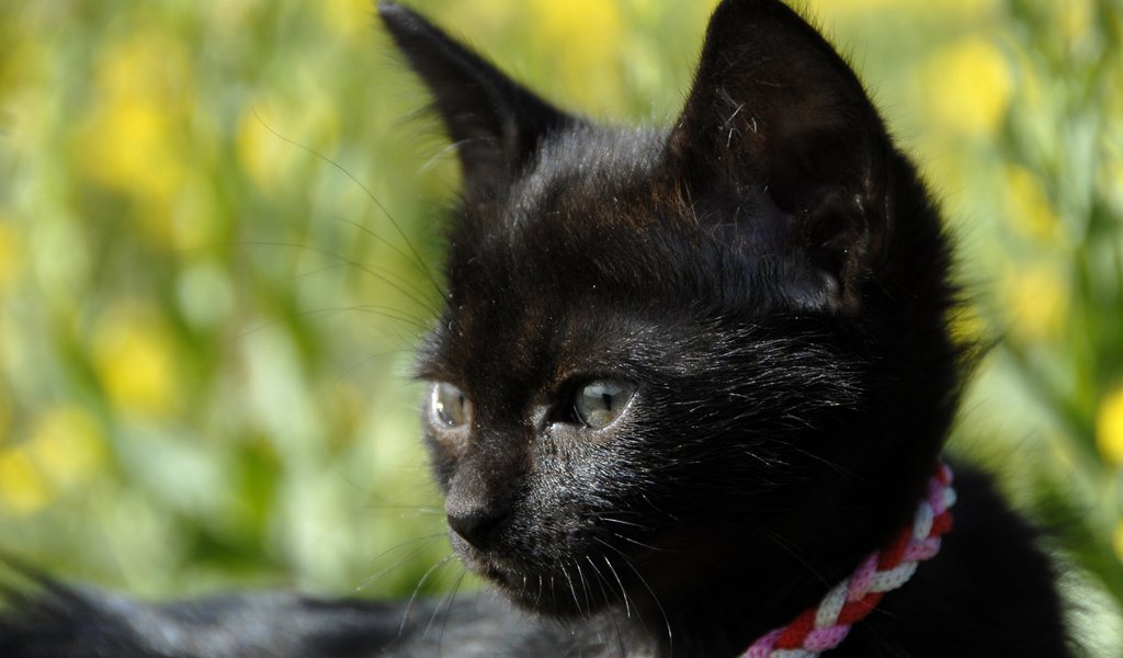Обои кошка, котенок, черный, cat, kitty, black разрешение 2880x1800 Загрузить