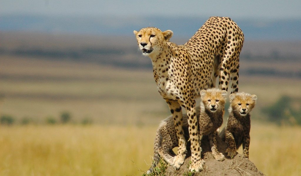 Обои семья, котята, гепард, мать, family, kittens, cheetah, mother разрешение 2560x1600 Загрузить
