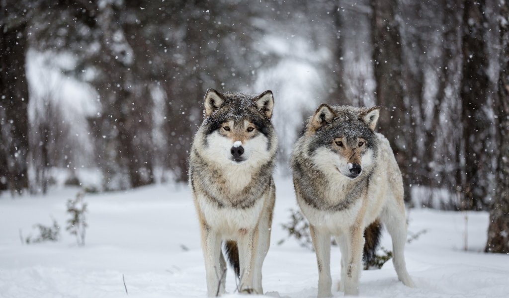 Обои снег, природа, волки, snow, nature, wolves разрешение 2560x1600 Загрузить