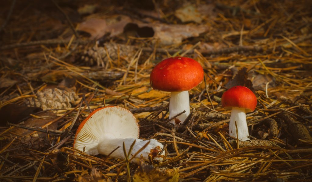 Обои природа, осень, грибы, nature, autumn, mushrooms разрешение 3527x2336 Загрузить