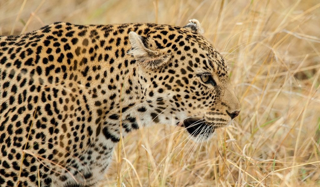 Обои морда, трава, леопард, хищник, профиль, дикая кошка, face, grass, leopard, predator, profile, wild cat разрешение 2048x1491 Загрузить