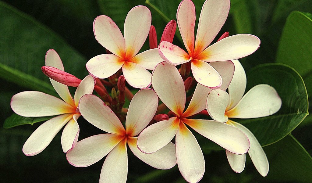 Обои цветы, кустарник, флора, плюмерия, flowers, shrub, flora, plumeria разрешение 2880x2056 Загрузить