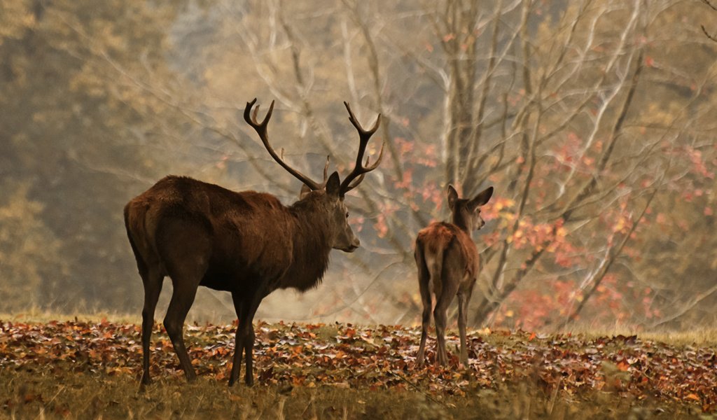 Обои лес, олень, осень, рога, олени, осенние листья, forest, deer, autumn, horns, autumn leaves разрешение 3001x1645 Загрузить