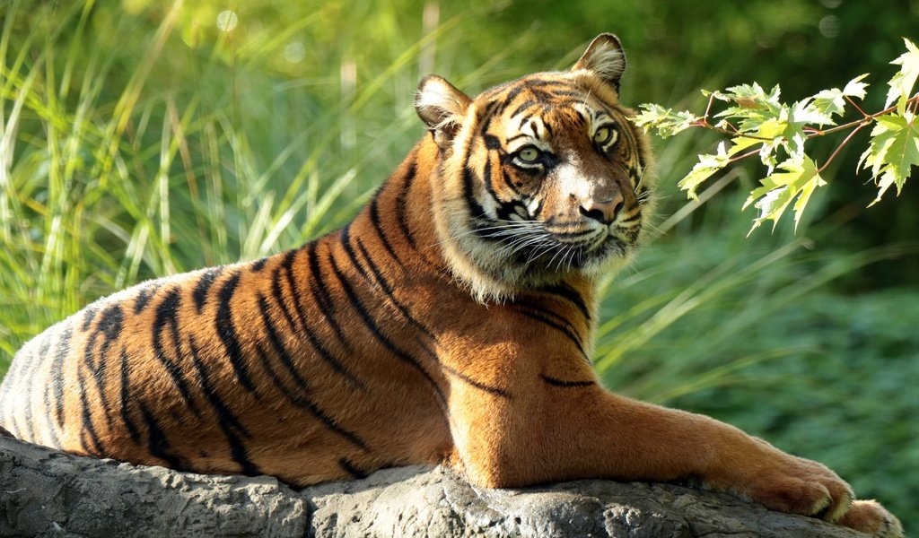 Обои тигр, ветка, хищник, дикая кошка, суматранский тигр, tiger, branch, predator, wild cat, sumatran tiger разрешение 4400x2625 Загрузить