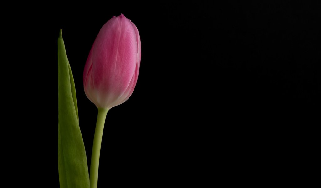 Обои фон, цветок, бутон, черный фон, розовый, тюльпан, background, flower, bud, black background, pink, tulip разрешение 2048x1367 Загрузить