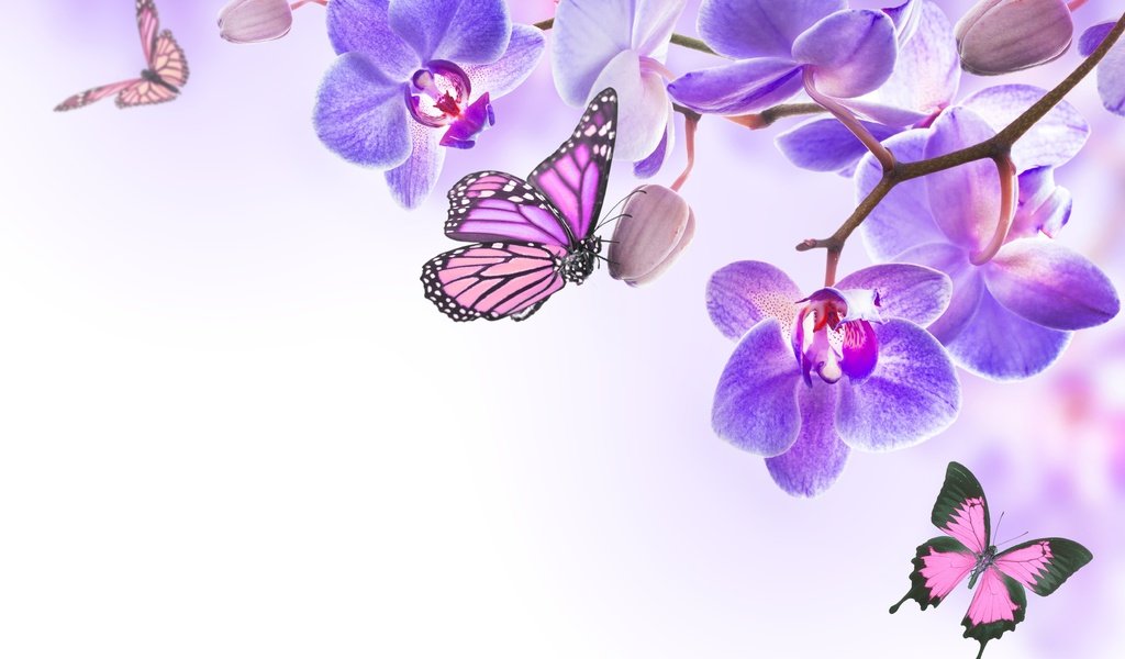 Обои цветы, бабочки, орхидея,  цветы, butterflies, орхидею, весенние, лиловая, flowers, butterfly, orchid, spring, purple разрешение 5000x3350 Загрузить