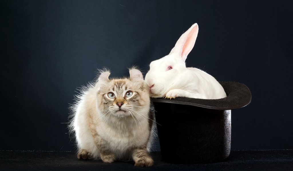 Обои кот, черная шляпа, белый, темный фон, кролик, уши, эмоции, заяц, сибирский колор-пойнт, cat, black hat, white, the dark background, rabbit, ears, emotions, hare, siberian color-point разрешение 5400x3600 Загрузить