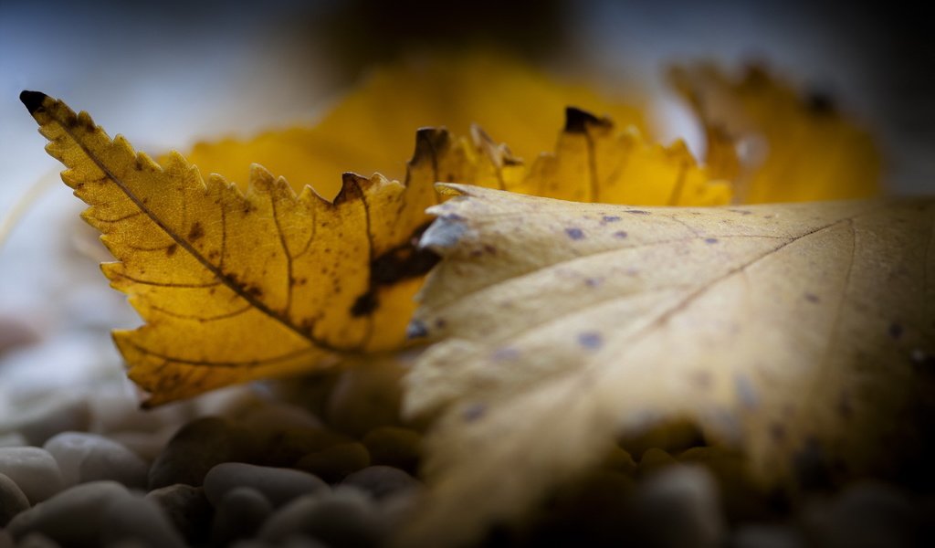 Обои природа, листья, осень, nature, leaves, autumn разрешение 2376x1584 Загрузить