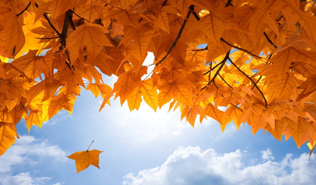 Обои небо, листья, осень, клен, опадают, осен,  листья, the sky, leaves, autumn, maple, fall разрешение 4250x2833 Загрузить