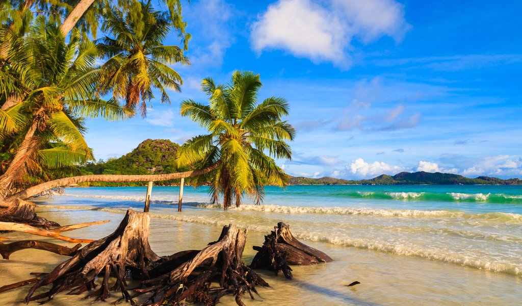 Обои берег, пейзаж, море, пальмы, сейшелы, сейшельские острова, shore, landscape, sea, palm trees, seychelles разрешение 4206x2722 Загрузить