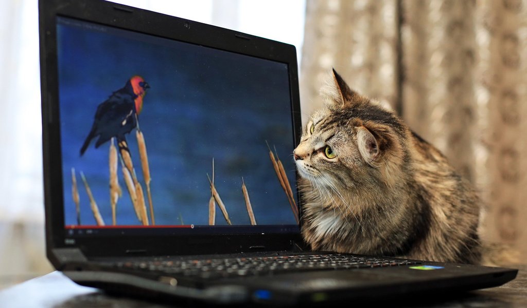 Обои кот, монитор, птичка, котяра, cat, monitor, bird, tomcat разрешение 1920x1080 Загрузить