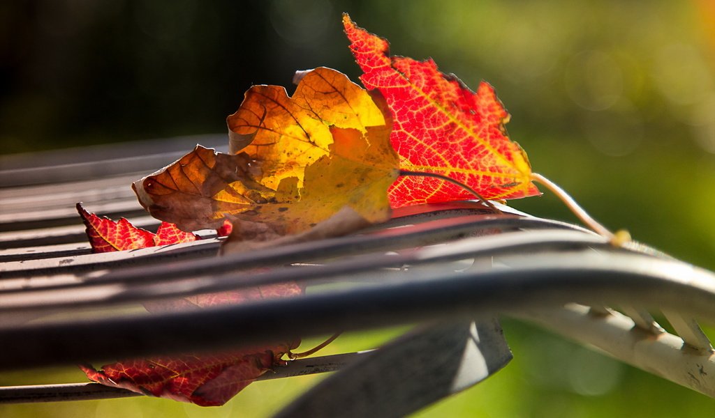 Обои природа, осень, лист, nature, autumn, sheet разрешение 1920x1200 Загрузить
