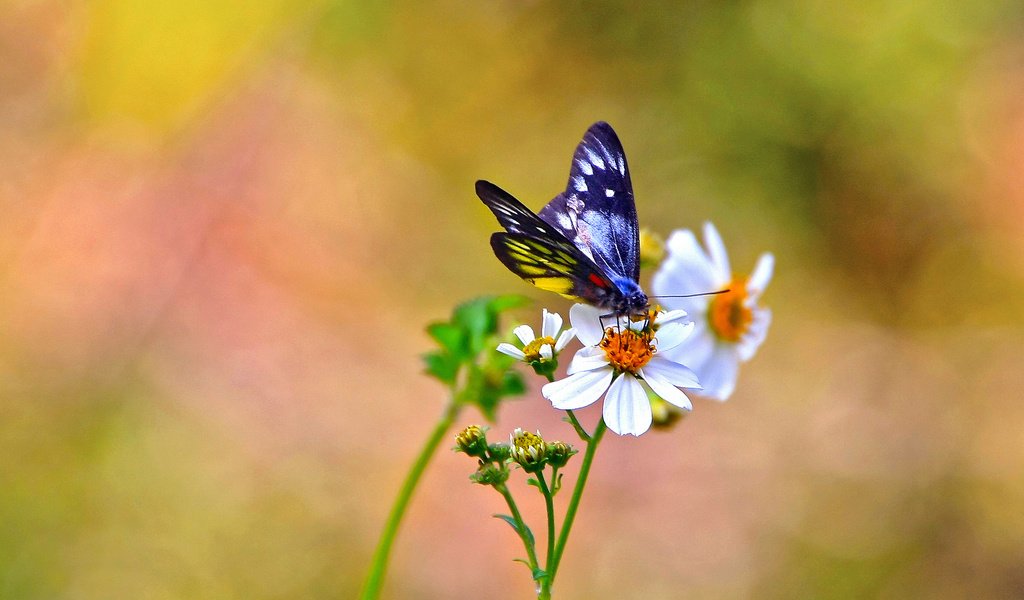 Обои цветы, фон, бабочка, белые, космея, flowers, background, butterfly, white, kosmeya разрешение 1920x1200 Загрузить