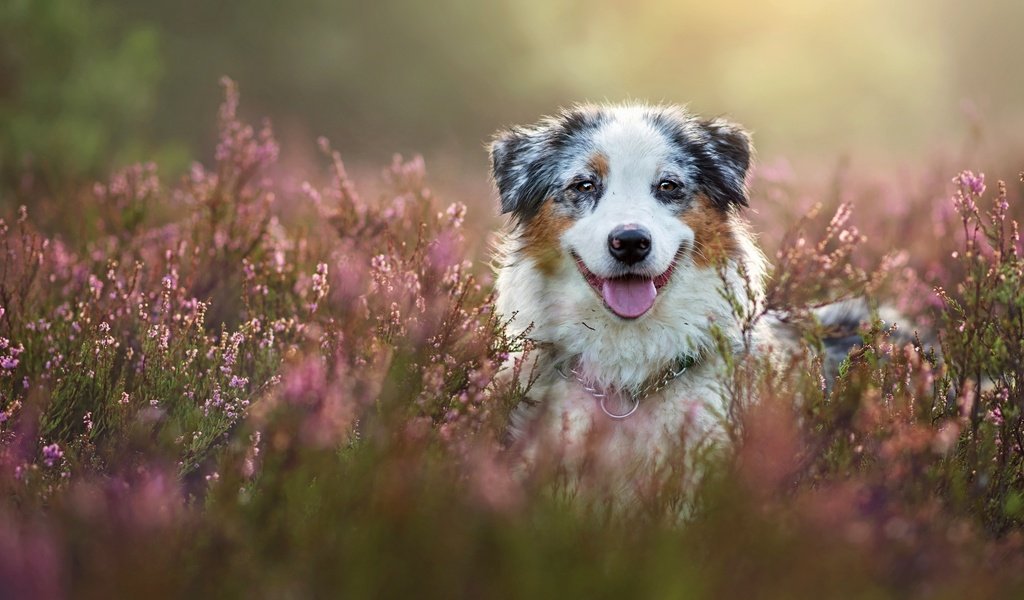 Обои морда, собака, вереск, австралийская овчарка, аусси, face, dog, heather, australian shepherd, aussie разрешение 2880x1920 Загрузить