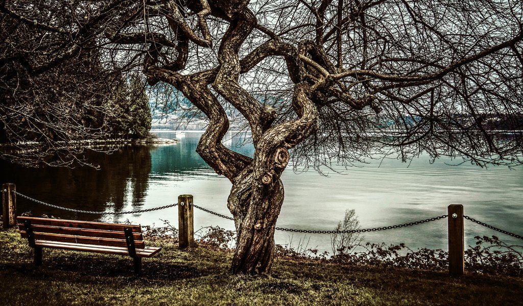 Обои дерево, море, скамья, tree, sea, bench разрешение 5625x3740 Загрузить