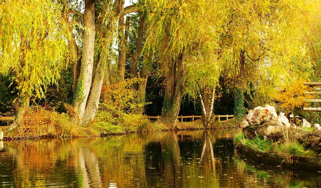 Обои деревья, пейзаж, парк, осень, пруд, trees, landscape, park, autumn, pond разрешение 4800x2700 Загрузить