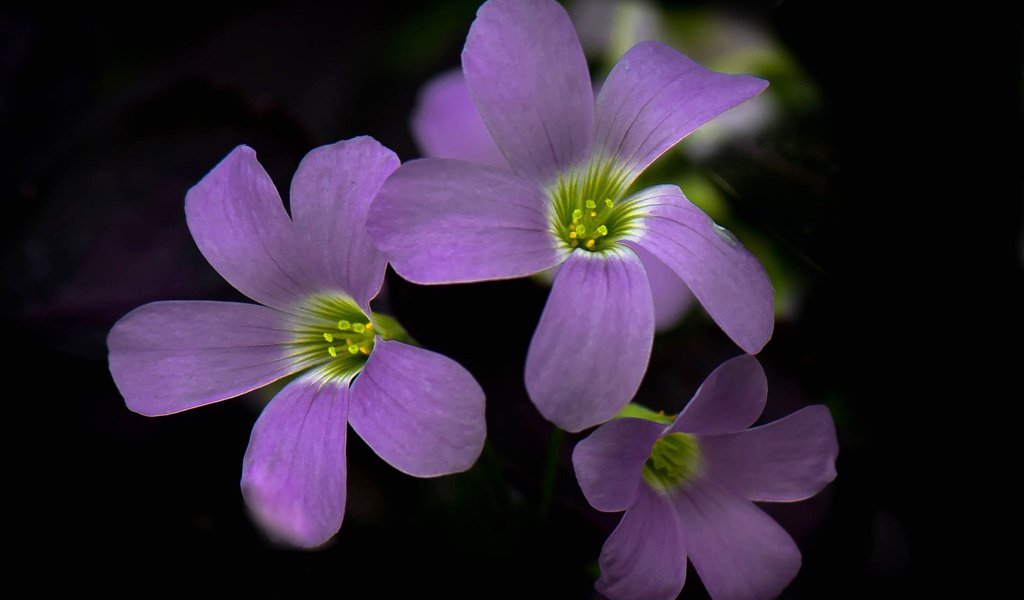 Обои цветы, фон, лепестки, краски, соцветие, кислица, flowers, background, petals, paint, inflorescence, oxalis разрешение 2048x1392 Загрузить