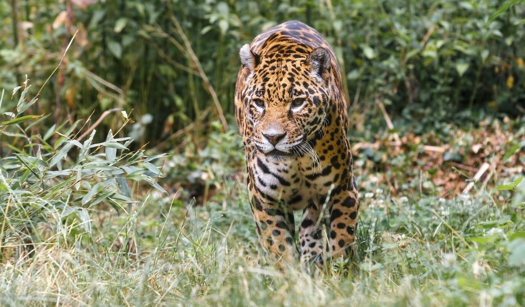 Обои хищник, ягуар, прогулка, зоопарк, дикая кошка, заросли, predator, jaguar, walk, zoo, wild cat, thickets разрешение 2048x1366 Загрузить