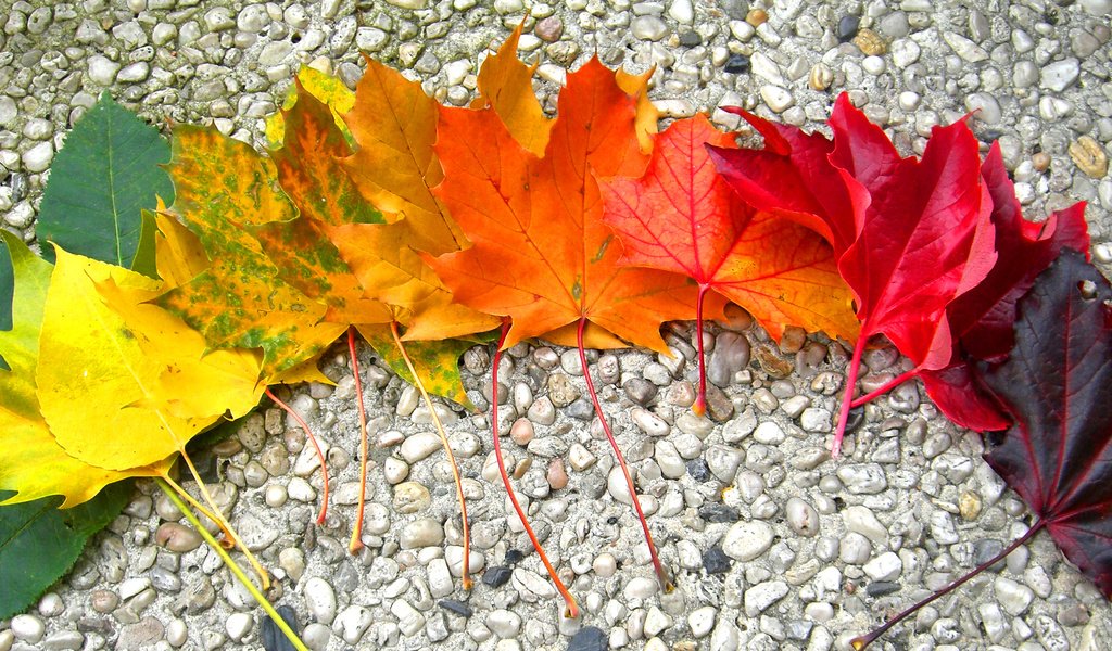 Обои камни, листья, осень, радуга, клен, stones, leaves, autumn, rainbow, maple разрешение 2968x1524 Загрузить