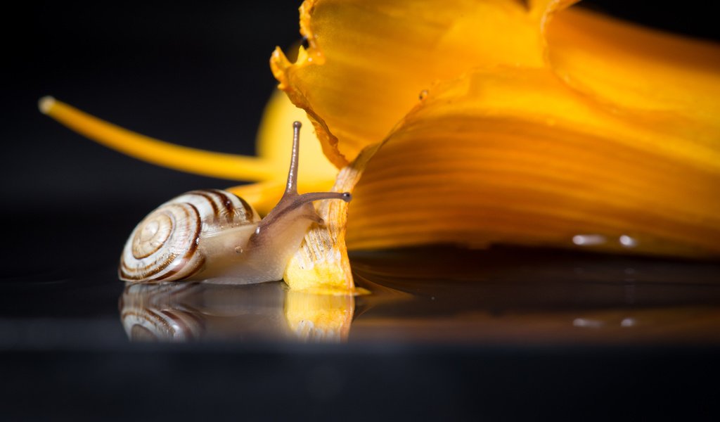 Обои макро, цветок, улитка, macro, flower, snail разрешение 2736x1826 Загрузить