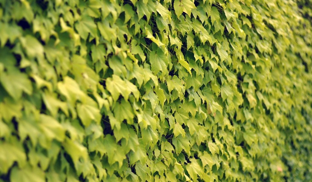 Обои текстура, листья, стена, texture, leaves, wall разрешение 1920x1200 Загрузить