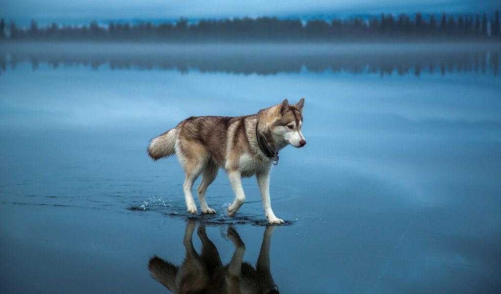 Обои вода, природа, собака, хаски, шаги, water, nature, dog, husky, steps разрешение 1920x1200 Загрузить