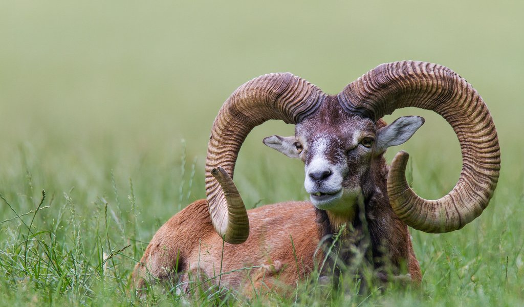 Обои трава, природа, животное, рога, bighorn sheep, муфлон, горный баран, grass, nature, animal, horns, mouflon разрешение 2048x1365 Загрузить