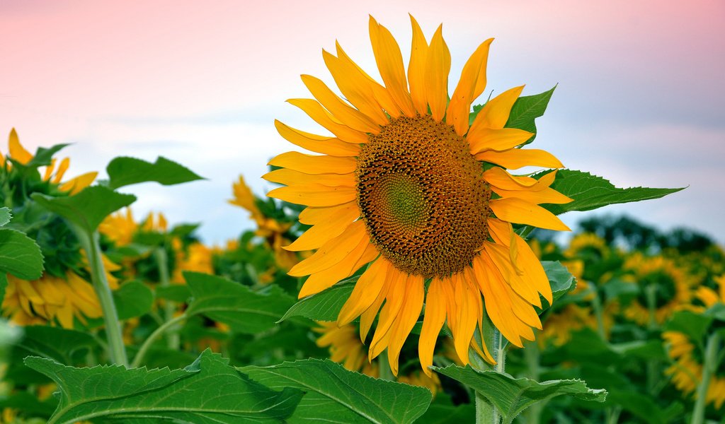 Обои небо, листья, цветок, поле, лепестки, подсолнух, the sky, leaves, flower, field, petals, sunflower разрешение 2048x1360 Загрузить