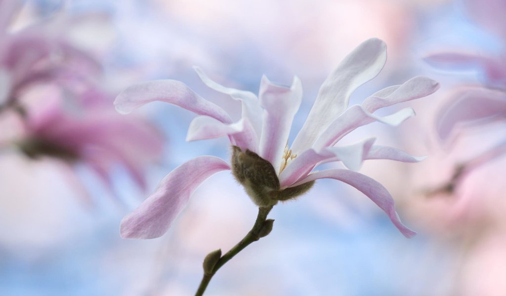 Обои цветы, дерево, весна, магнолия, flowers, tree, spring, magnolia разрешение 2048x1365 Загрузить