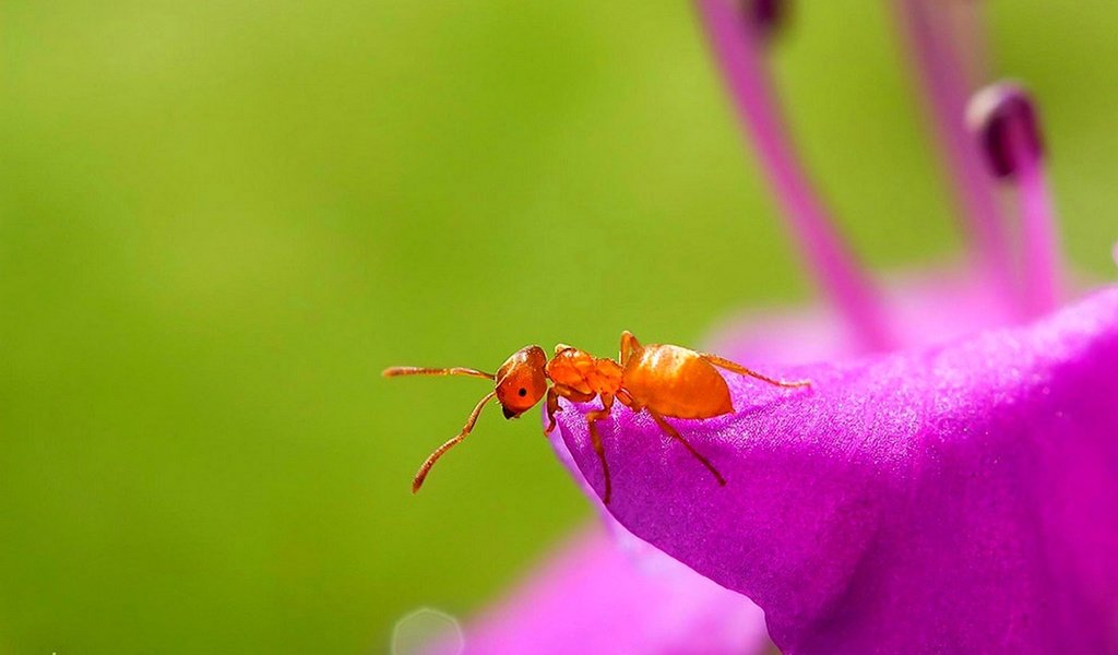Обои цветок, муравей, flower, ant разрешение 1920x1200 Загрузить