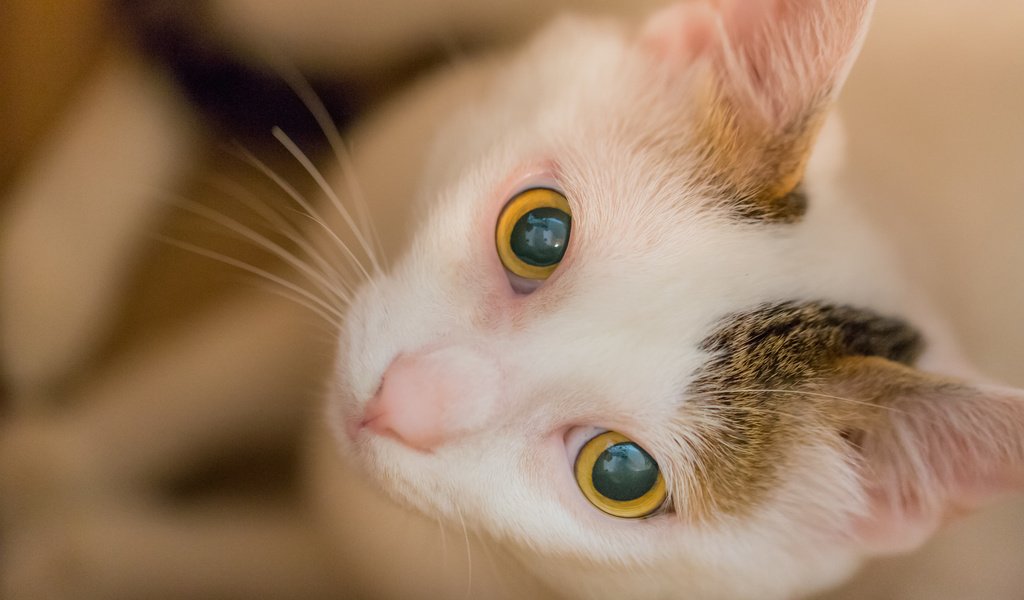 Обои глаза, морда, кошка, взгляд, eyes, face, cat, look разрешение 2048x1365 Загрузить