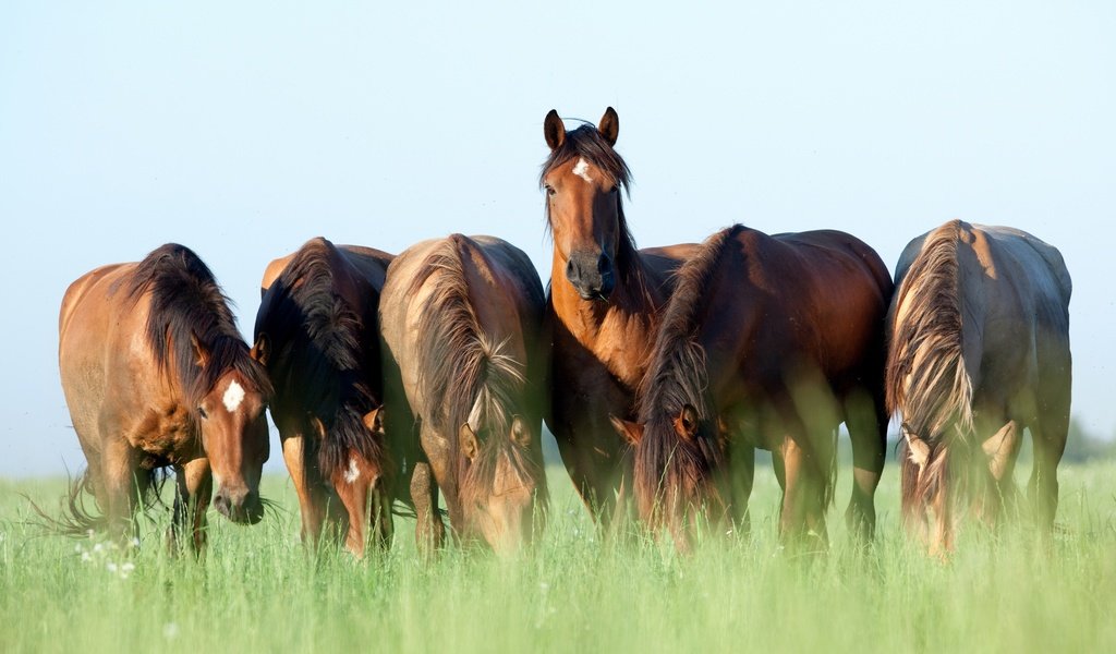 Обои небо, трава, лето, лошади, кони, коричневые, пасутся, шесть, the sky, grass, summer, horse, horses, brown, grazing, six разрешение 2880x1802 Загрузить