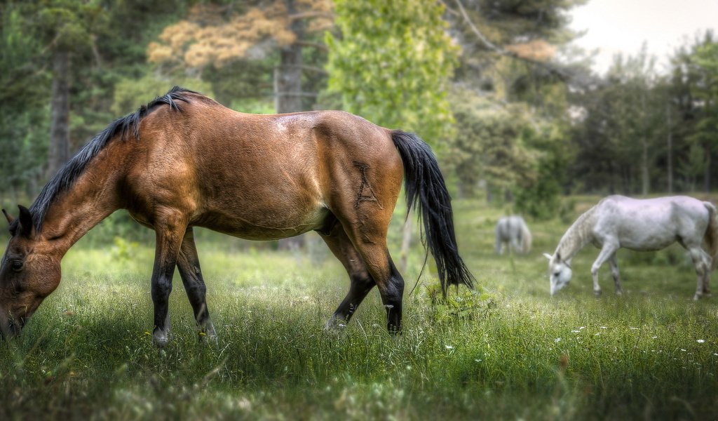 Обои трава, деревья, природа, фон, лошади, кони, grass, trees, nature, background, horse, horses разрешение 2035x1080 Загрузить