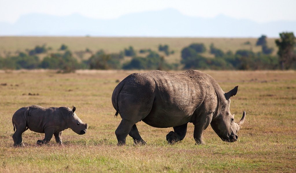 Обои животное, follow me, square-lipped rhinoceros, white rhinoceros, носороги, белый носорог, animal, rhinos, white rhino разрешение 1920x1080 Загрузить
