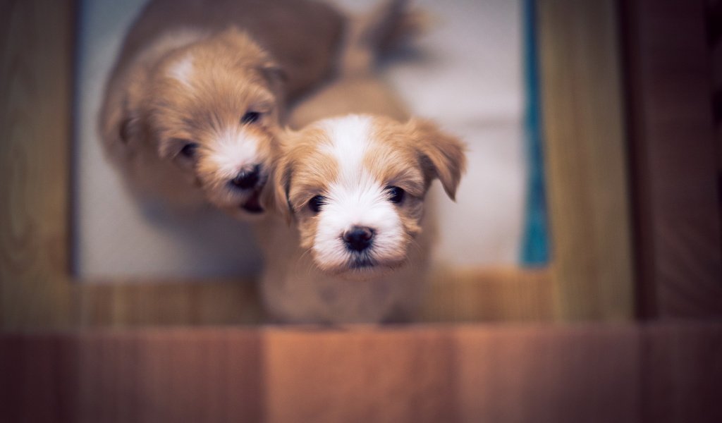 Обои щенки, собаки, боке, милые, бишон, puppies, dogs, bokeh, cute, bichon разрешение 2560x1709 Загрузить
