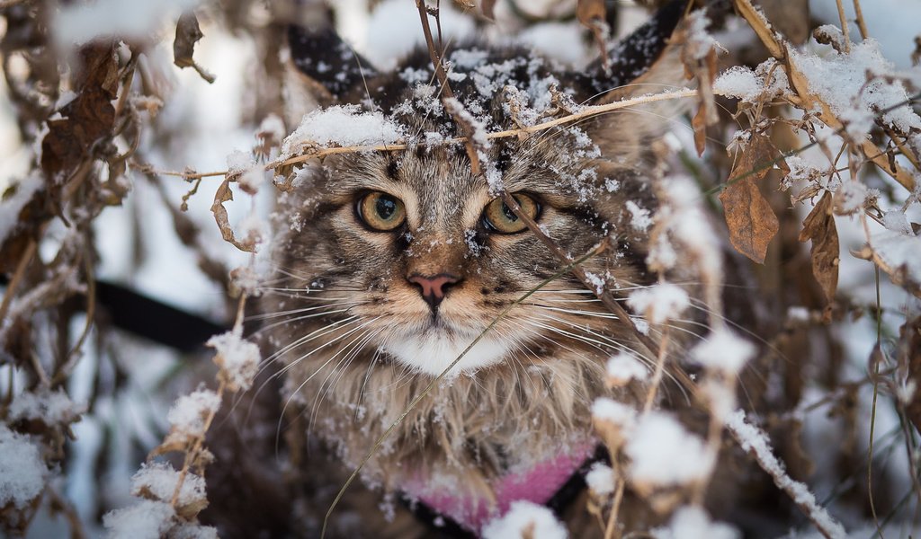 Обои снег, зима, кот, кошка, взгляд, мейн-кун, snow, winter, cat, look, maine coon разрешение 2000x1333 Загрузить