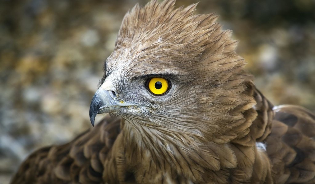 Обои орел, птица, клюв, перья, беркут, перышки, желтые глаза, yellow eye, птаха, eagle, bird, beak, feathers, yellow eyes разрешение 2504x1708 Загрузить