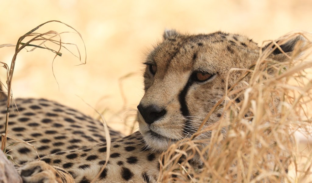 Обои хищник, гепард, дикая кошка, predator, cheetah, wild cat разрешение 2200x1313 Загрузить