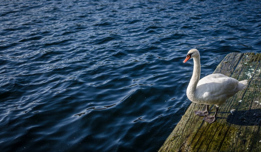 Обои вода, птица, клюв, перья, лебедь, белый лебедь, лебедь-шипун, water, bird, beak, feathers, swan, white swan разрешение 2048x1356 Загрузить