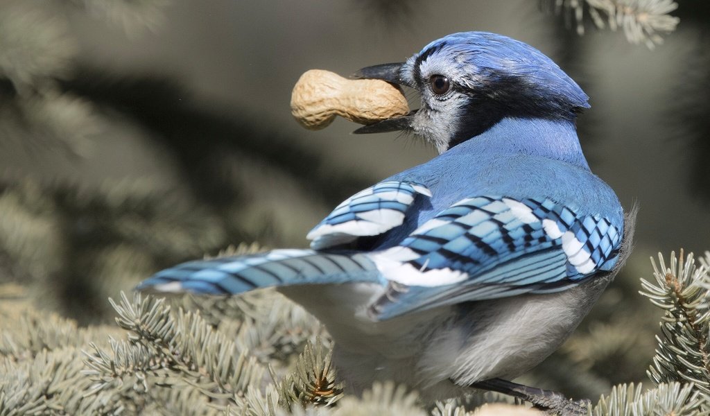 Обои ветка, хвоя, птица, клюв, перья, арахис, сойка, голубая сойка, branch, needles, bird, beak, feathers, peanuts, jay, blue jay разрешение 2048x1366 Загрузить