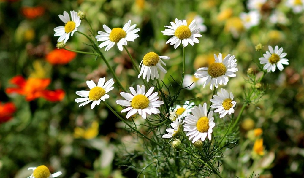 Обои цветы, природа, ромашки, белые, flowers, nature, chamomile, white разрешение 1920x1080 Загрузить