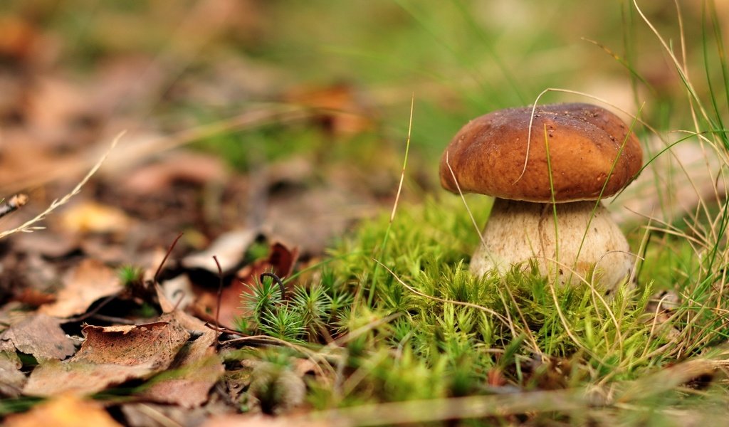 Обои гриб, мох, белый гриб, mushroom, moss, white mushroom разрешение 2500x1660 Загрузить